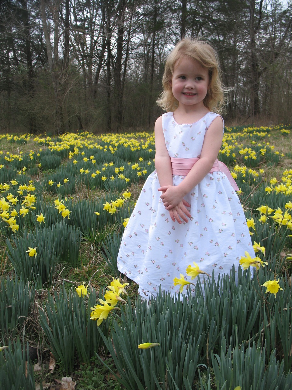 girl daffodil field spring free photo
