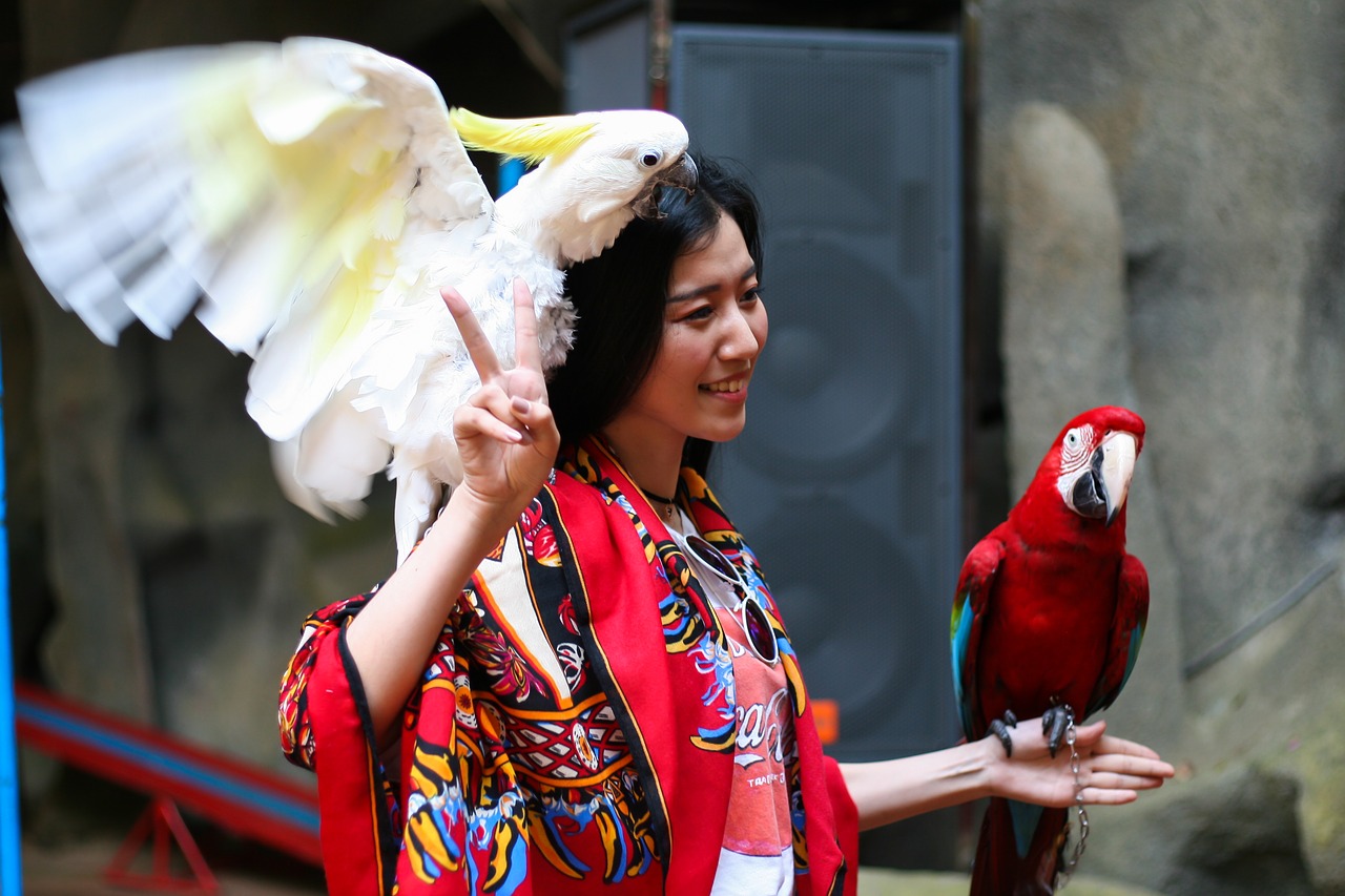 Girl,asia,china,parrots,photo - free image from needpix.com