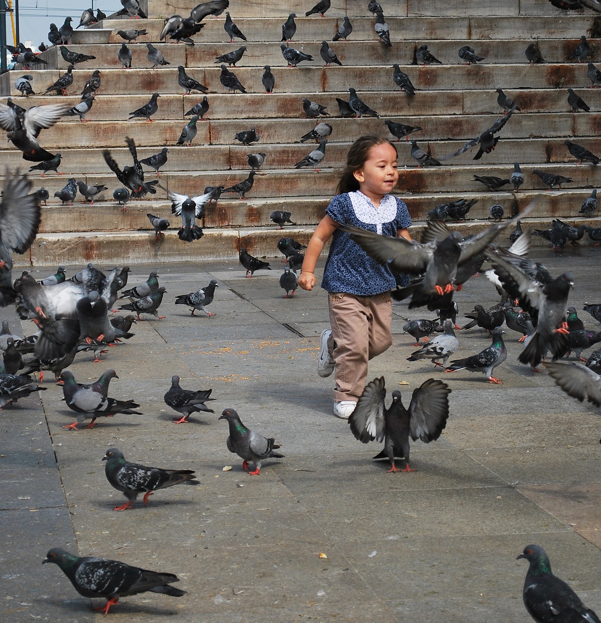 girl pigeons animals free photo