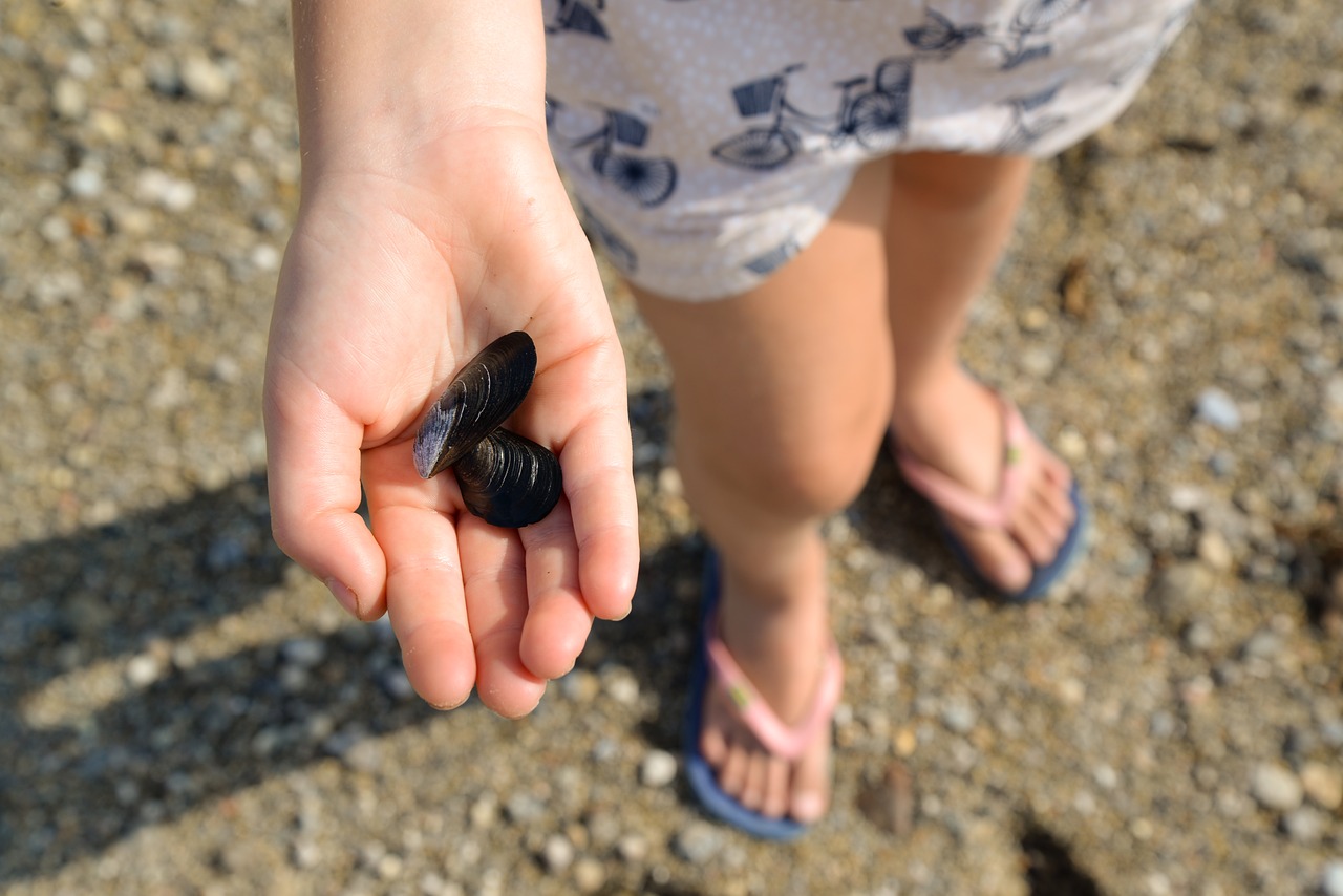 girl beach shells free photo