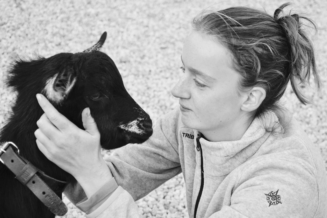 girl goat complicity free photo