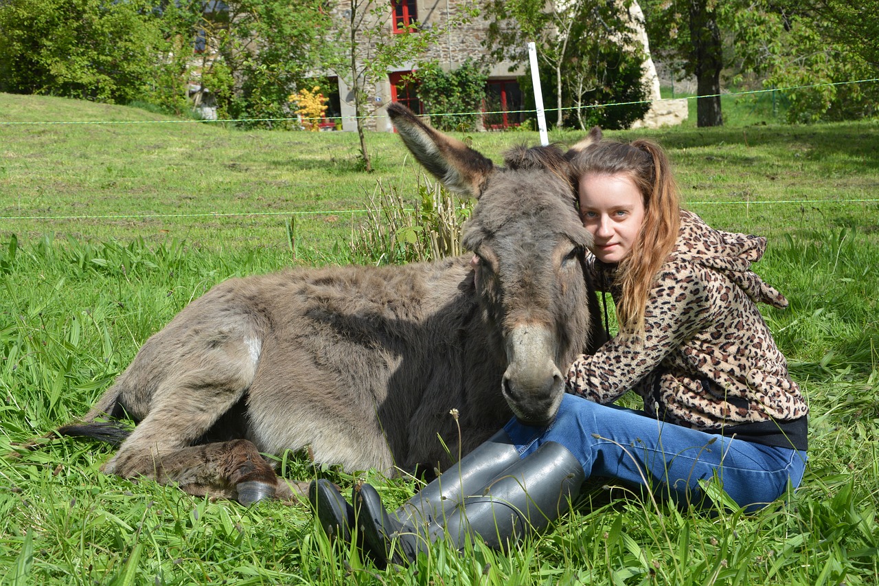 girl donkey complicity free photo