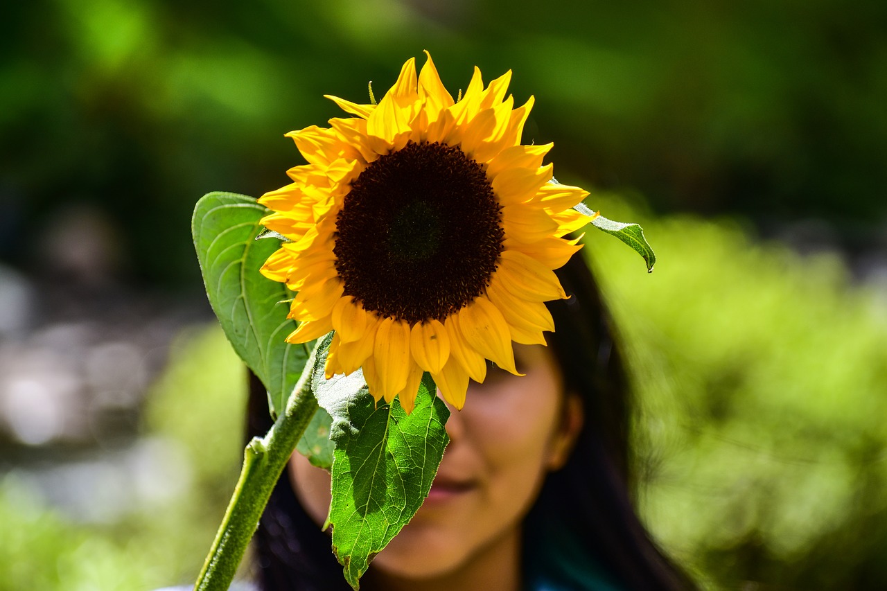 girl  sunflower  flower free photo