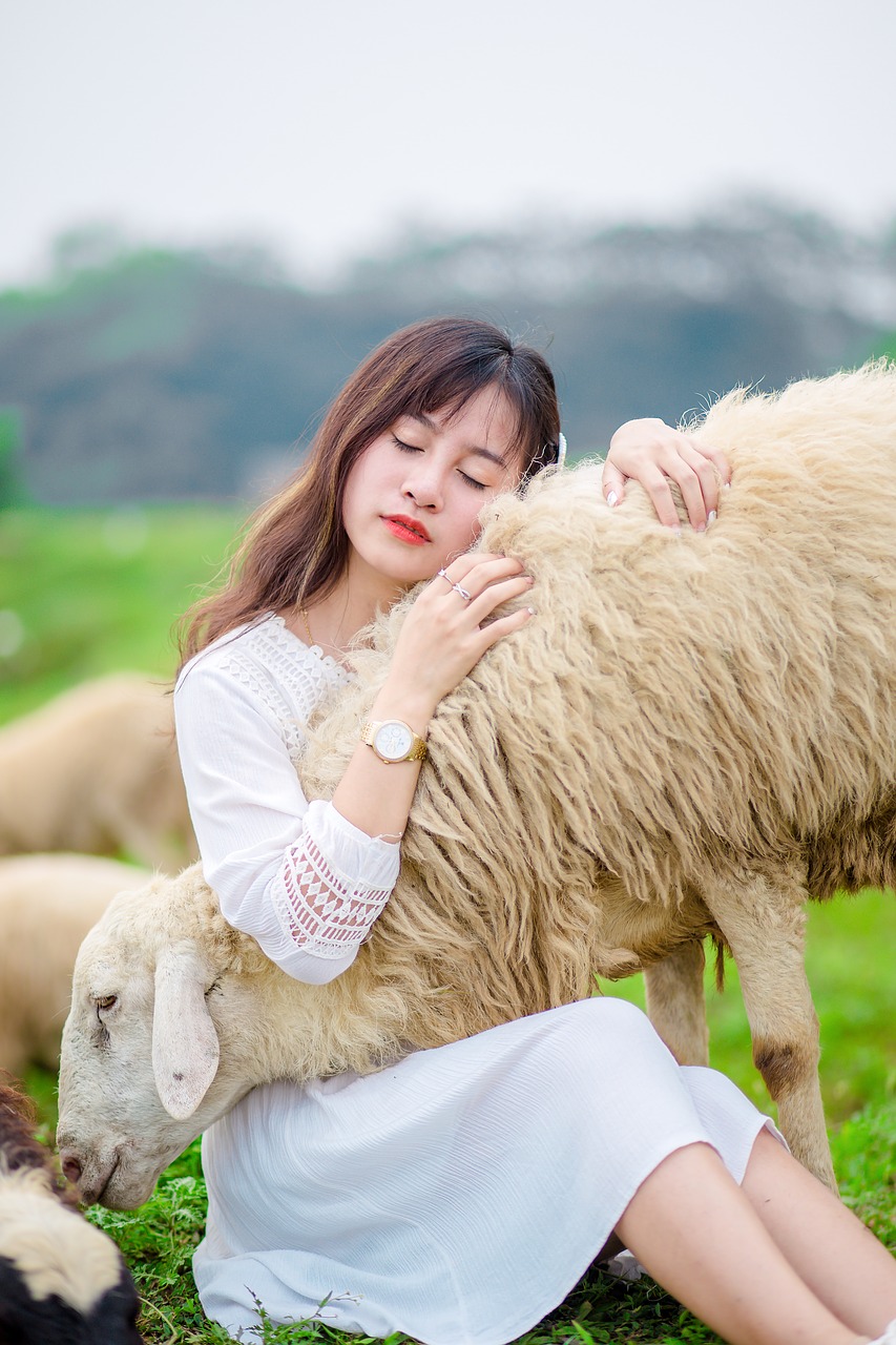 girl  sheep  lamb free photo