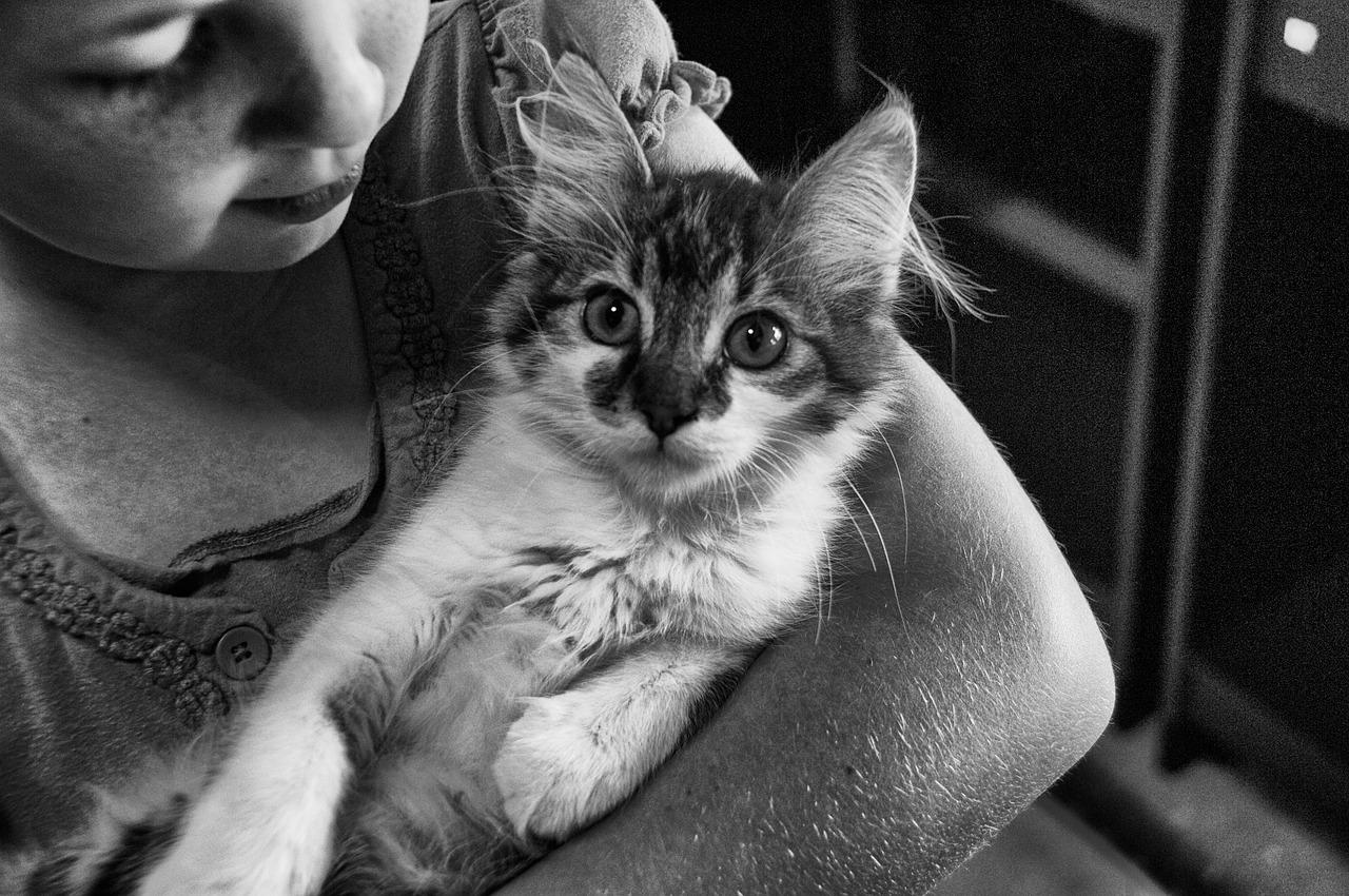 girl cat young free photo