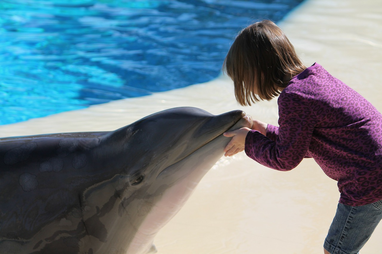 girl dolphin young free photo