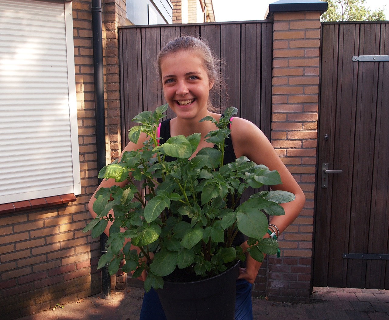 girl gardening potato free photo
