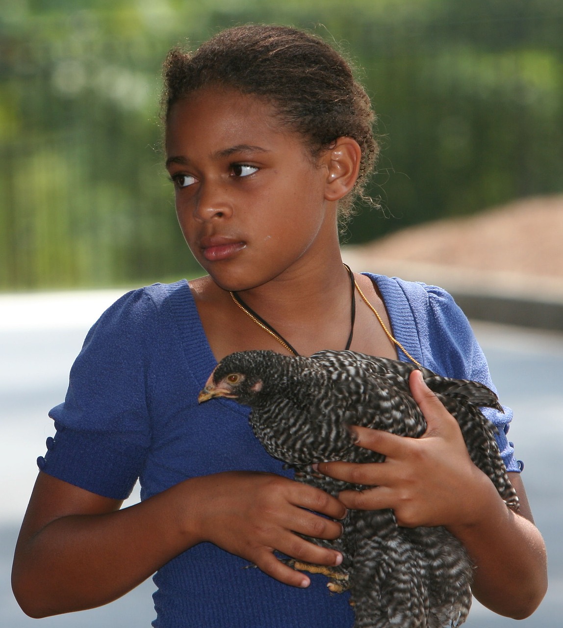 girl chicken pet free photo