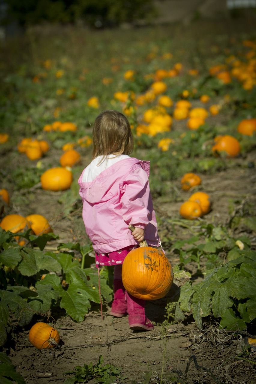 girl carrying pumpkin pumpkin patch girl pumpkin free photo