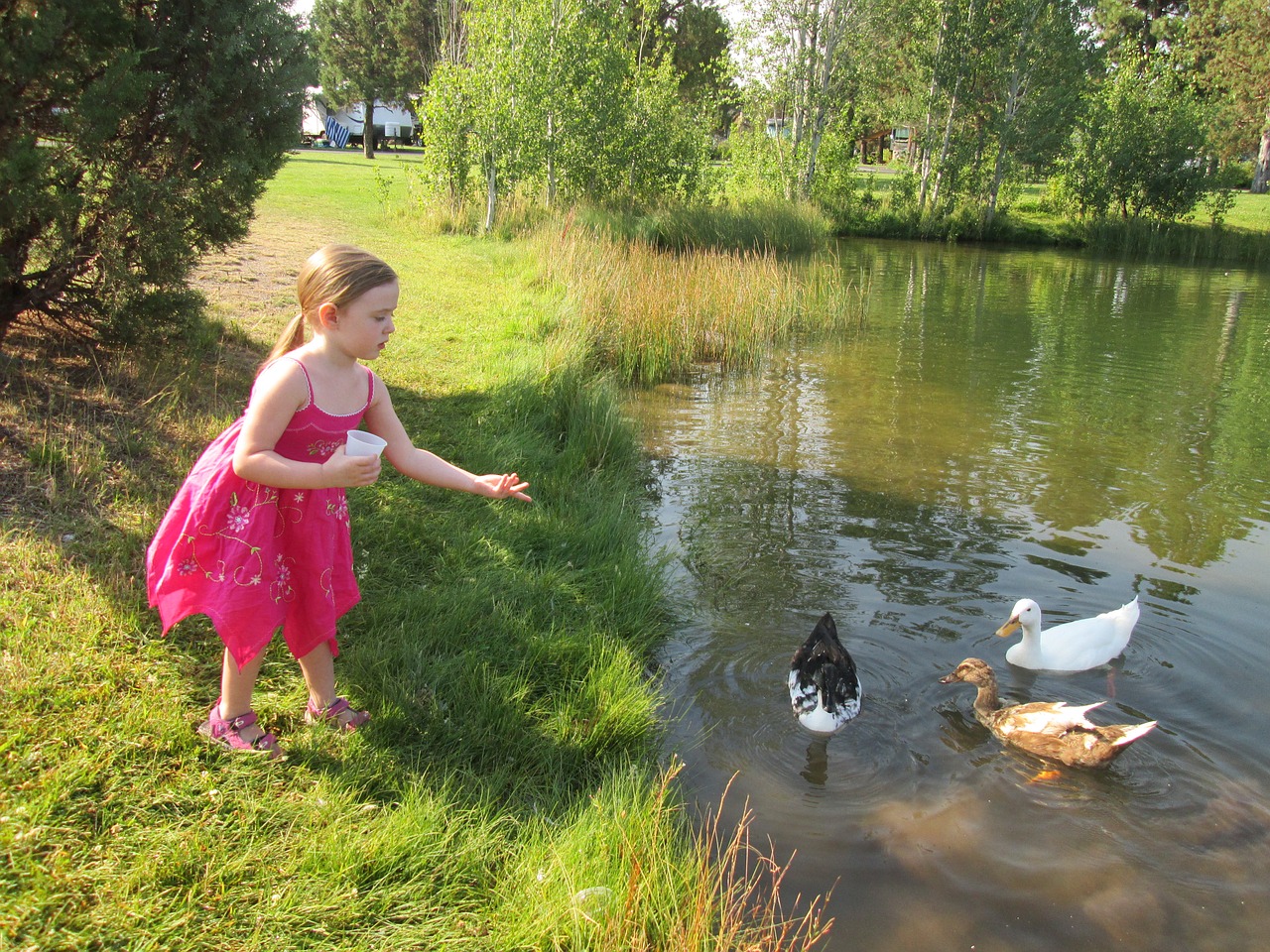 girl feeding ducks duck pond free photo