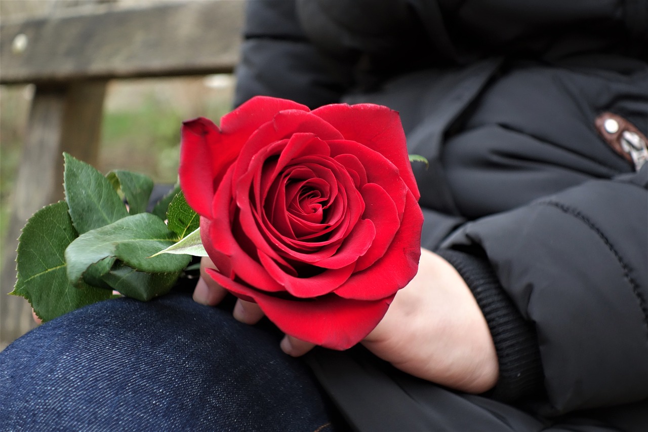 girl with red rose love waiting free photo