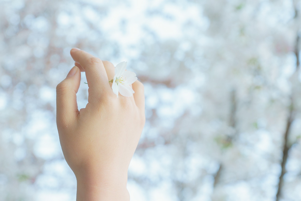 girls cherry blossom spring free photo