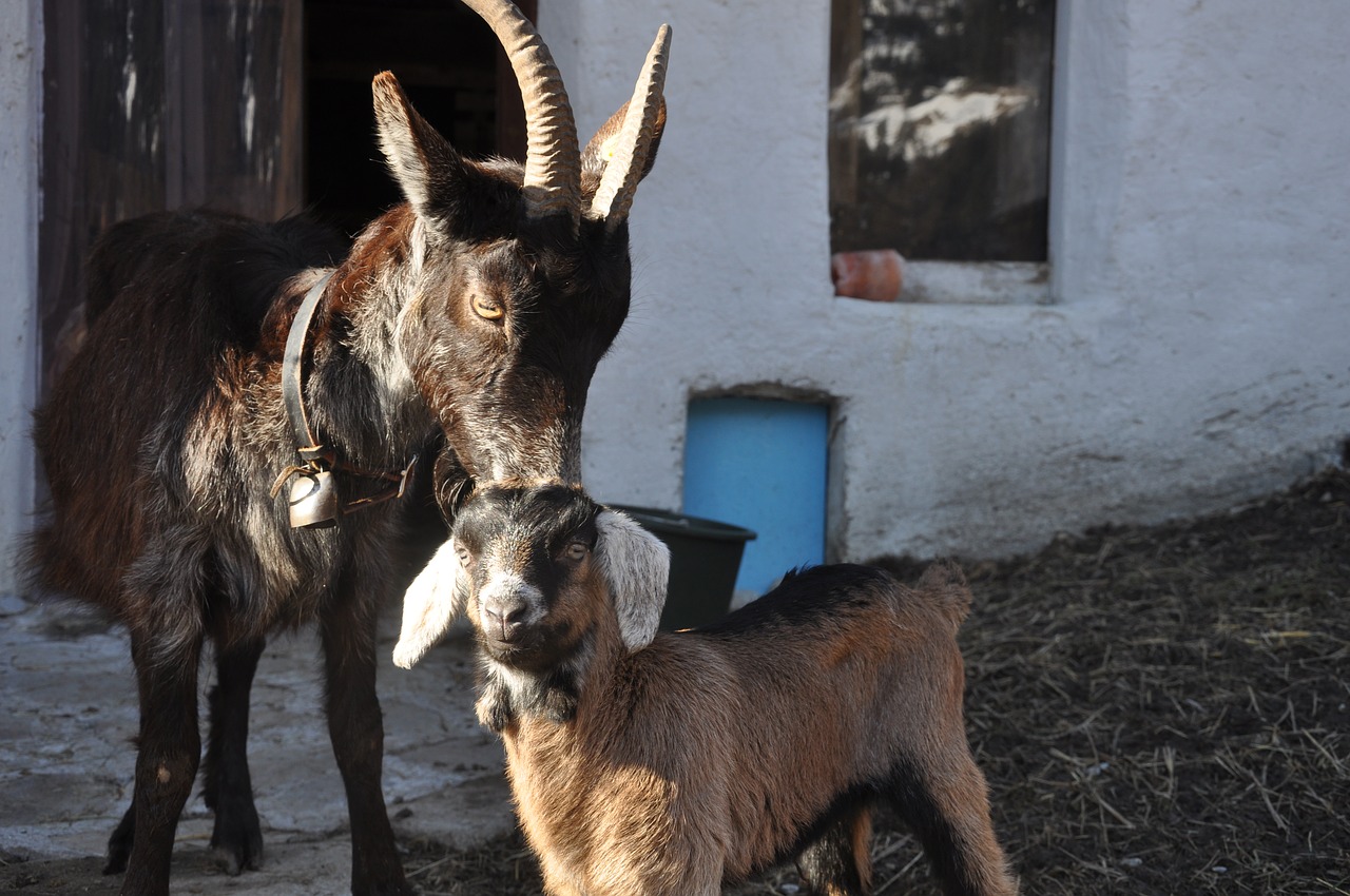 gitzi goat mama free photo