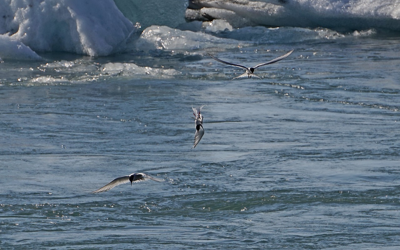 glacial lake birds hunt free photo
