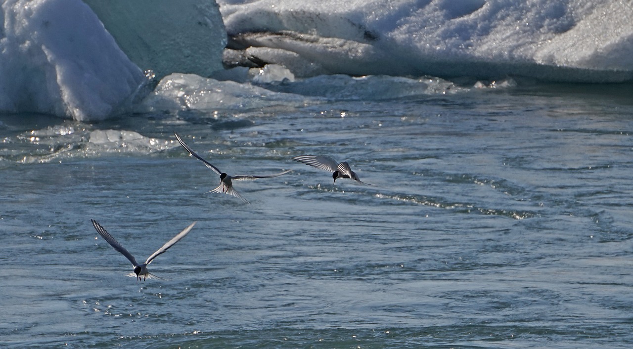 glacial lake birds hunt free photo
