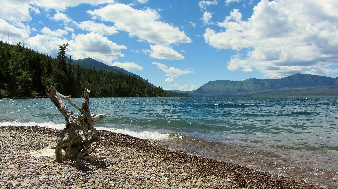 beach glacial lake driftwood free photo