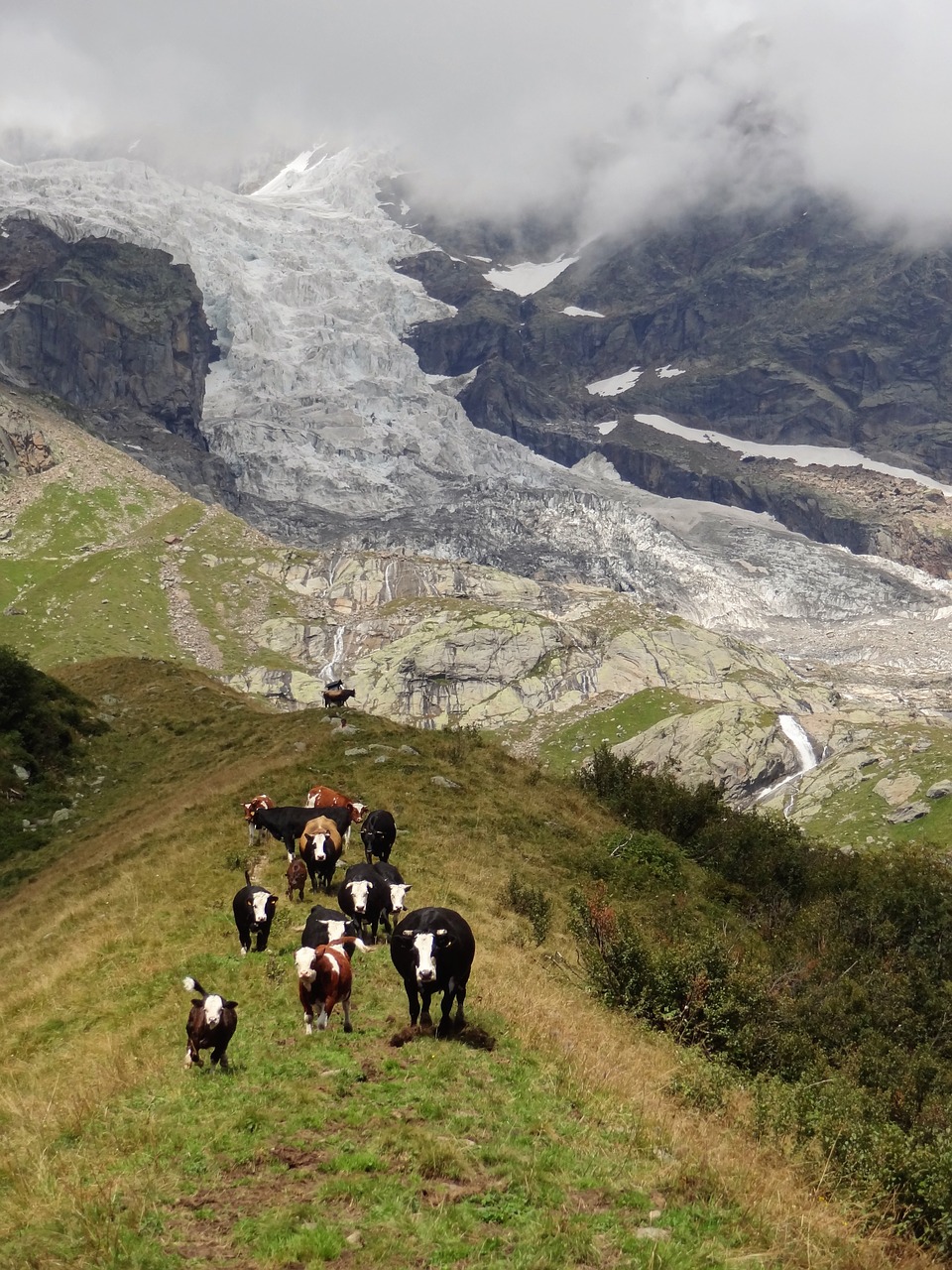 glacier mountain cows free photo