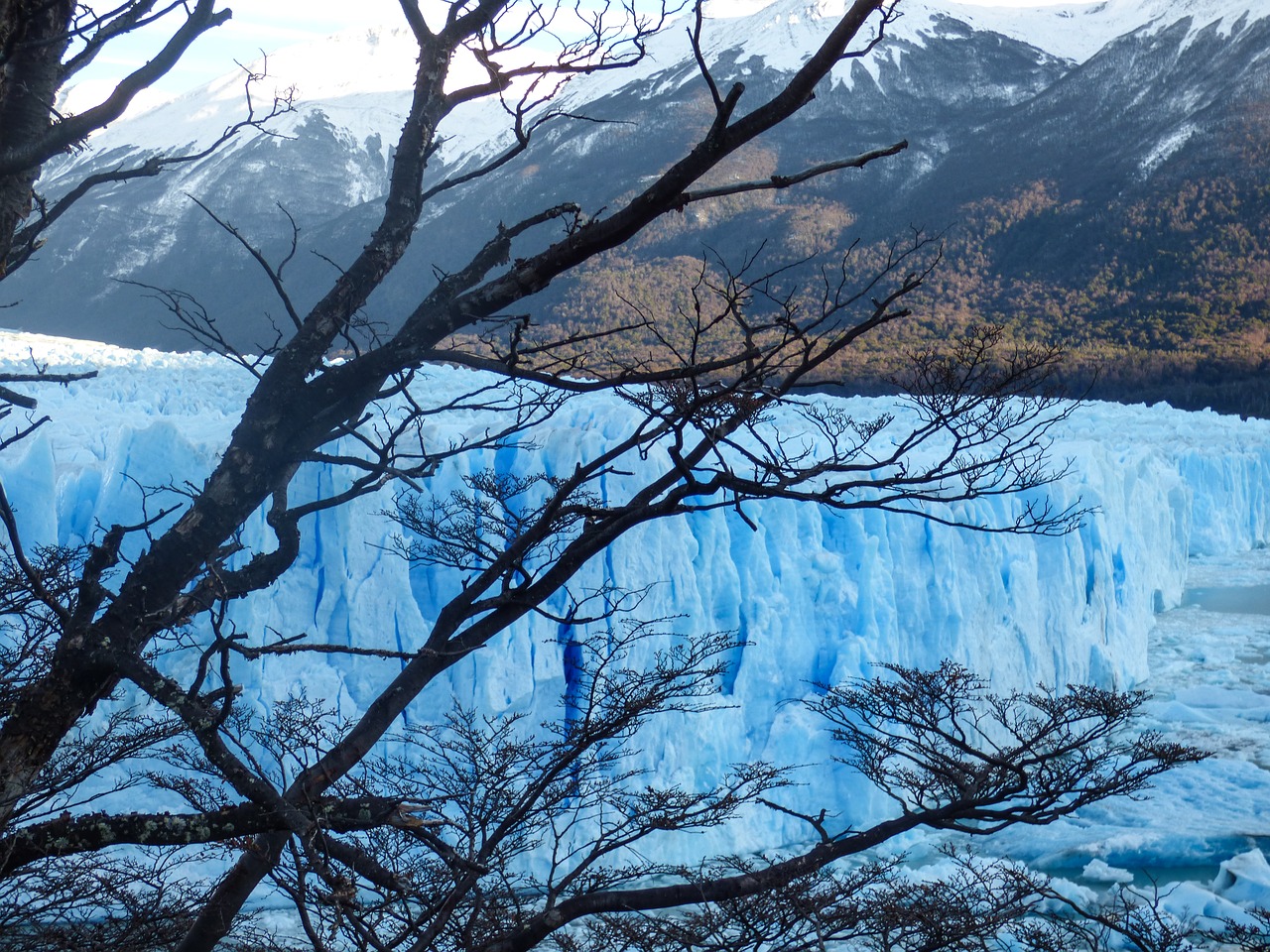 glacier  plant  branches free photo