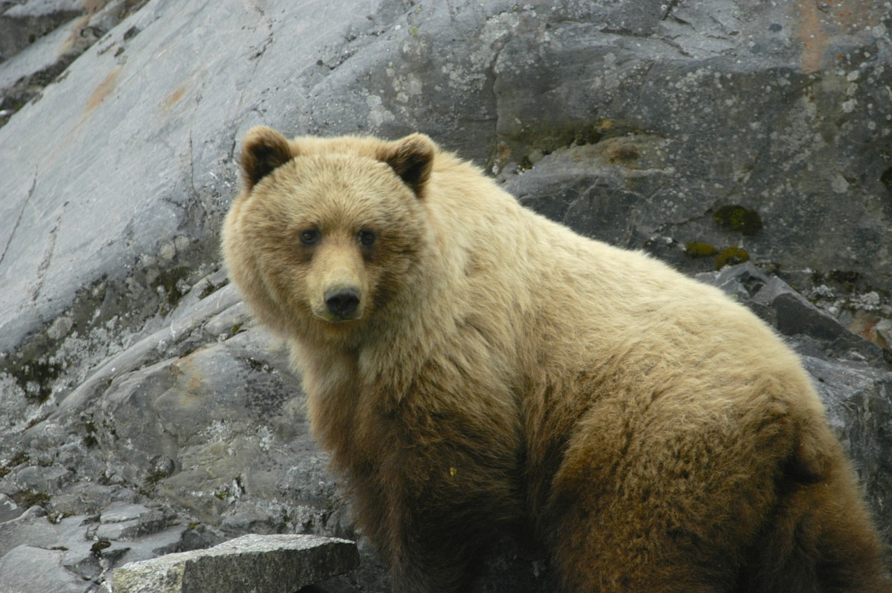 glacier bay alaska brown bear free photo