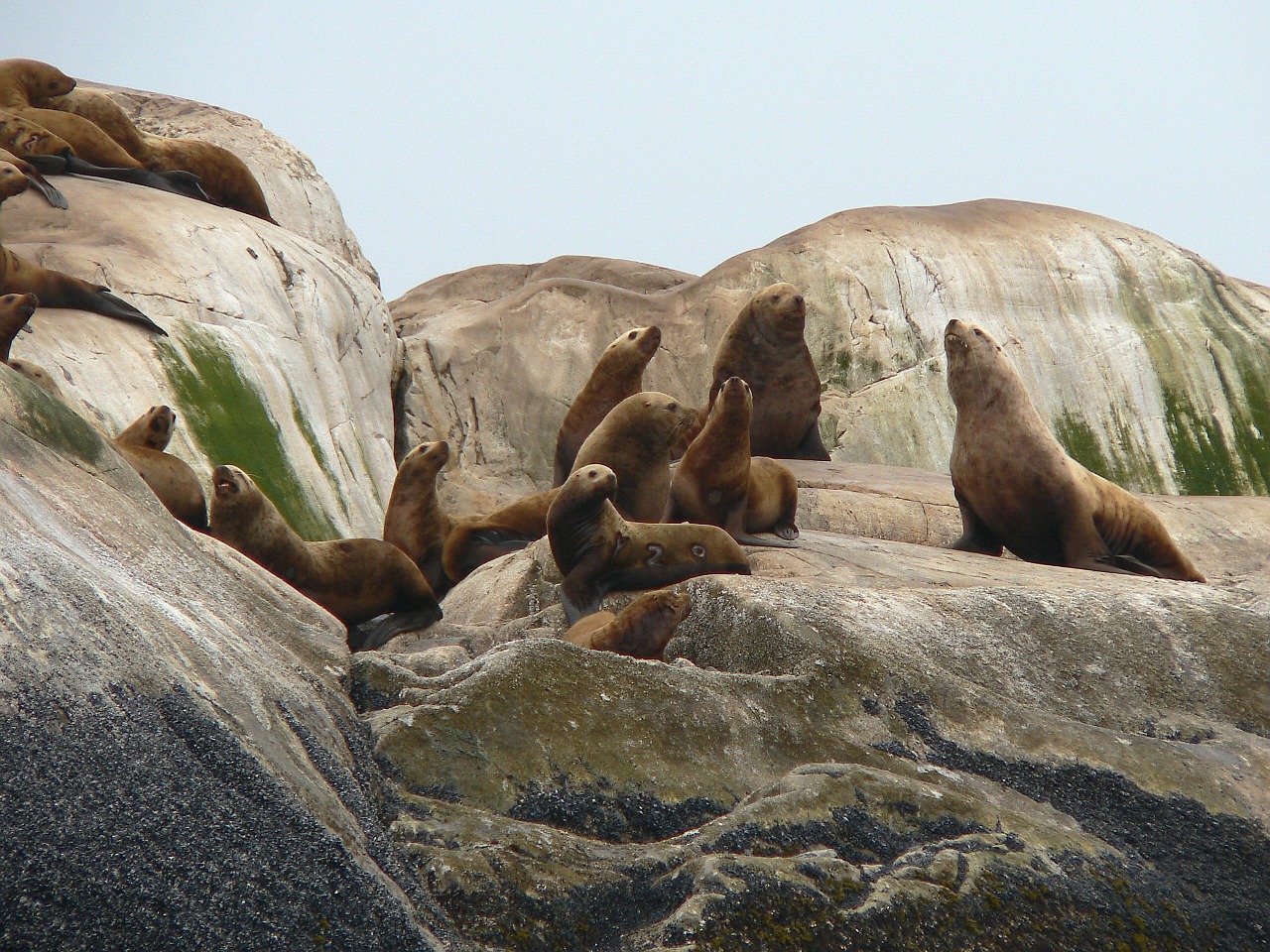 glacier bay alaska steller sea lions free photo