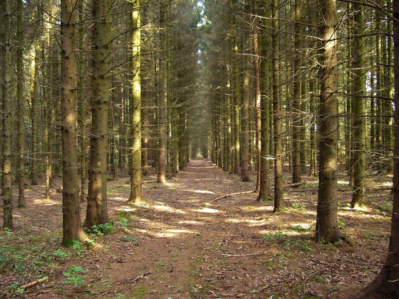 glade forest path mood free photo