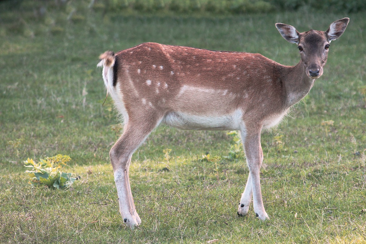 glade roe deer fallow deer free photo