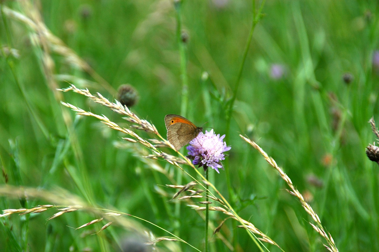 glade grasses butterfly free photo