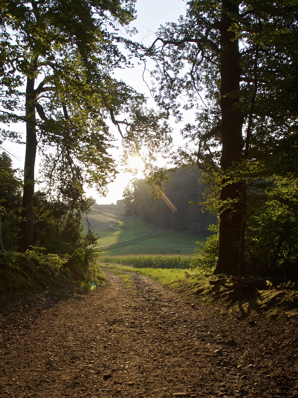 glade forest trees free photo