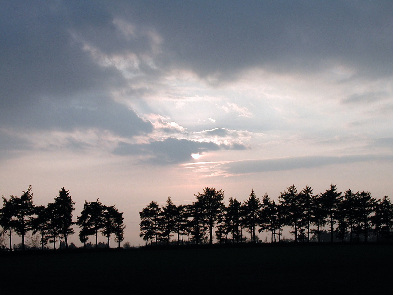 glade trees evening sun free photo