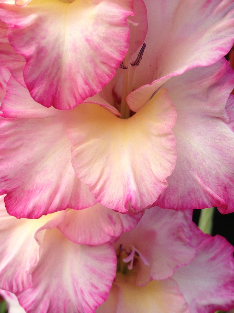 gladiol flower the nature of the free photo