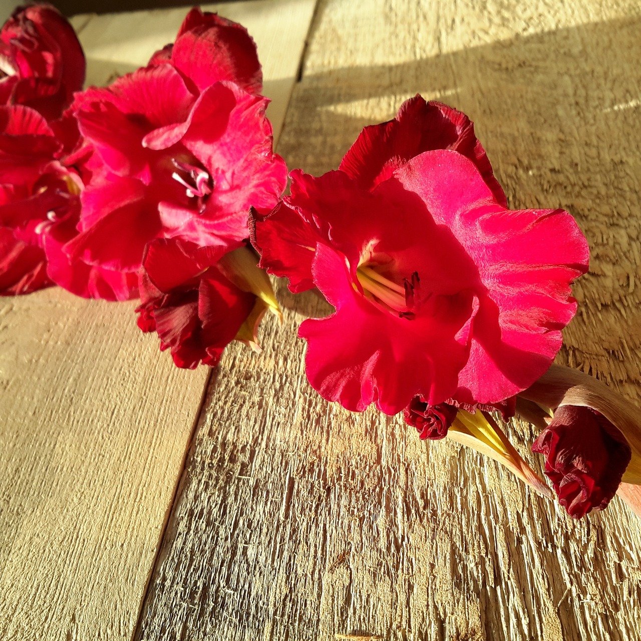 gladiola flower magenta free photo