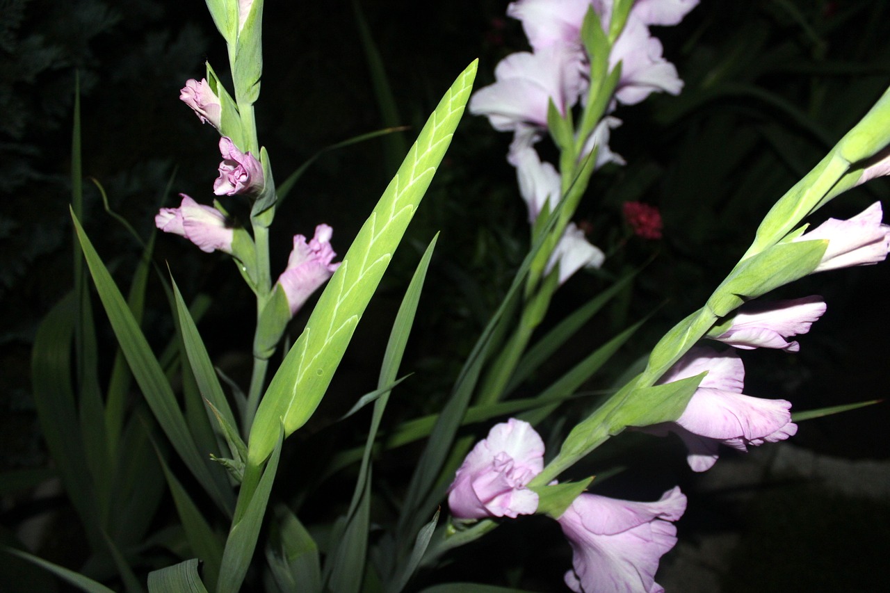 gladiola gladiolus flower free photo