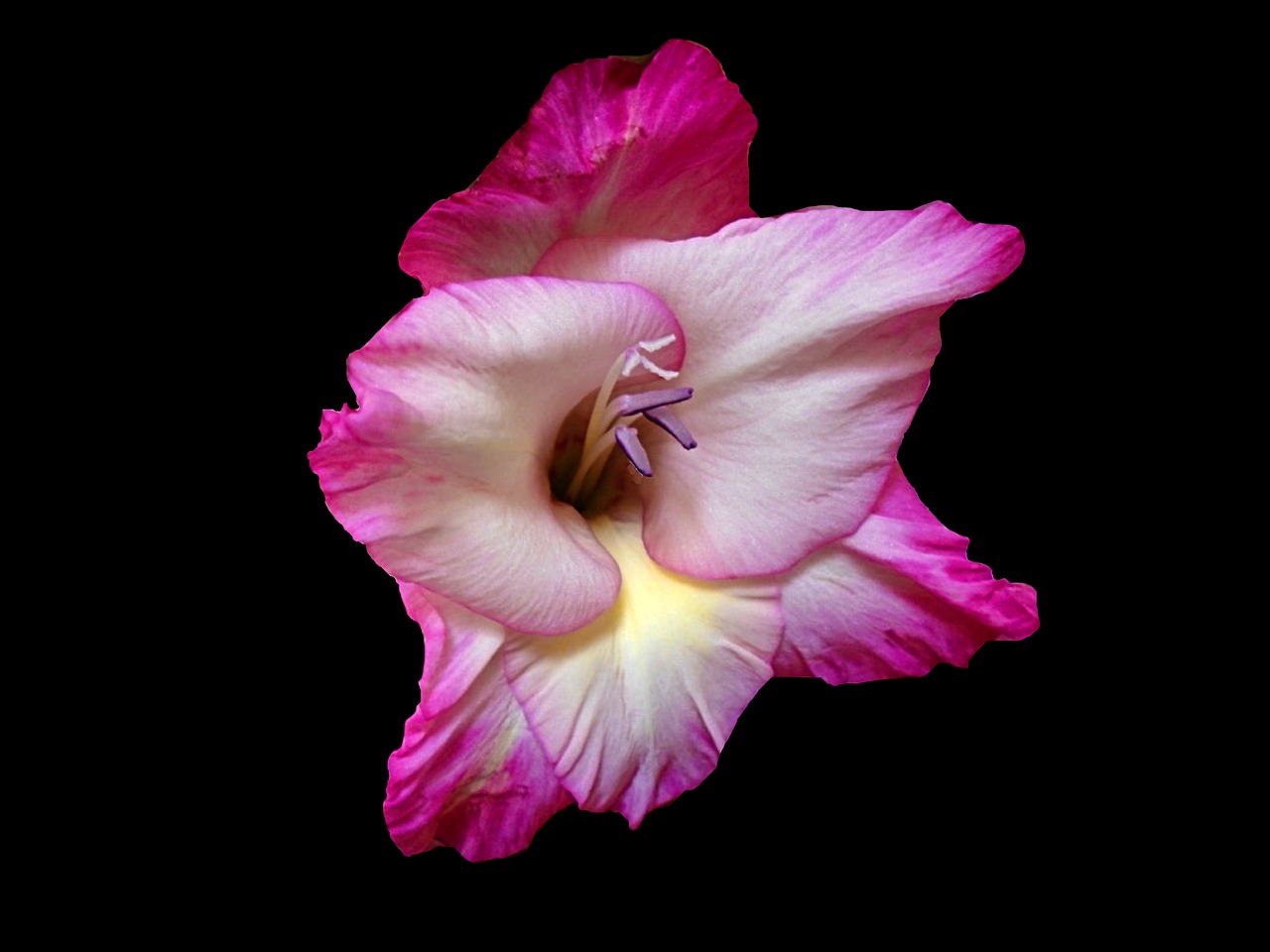 gladiola flower petal free photo