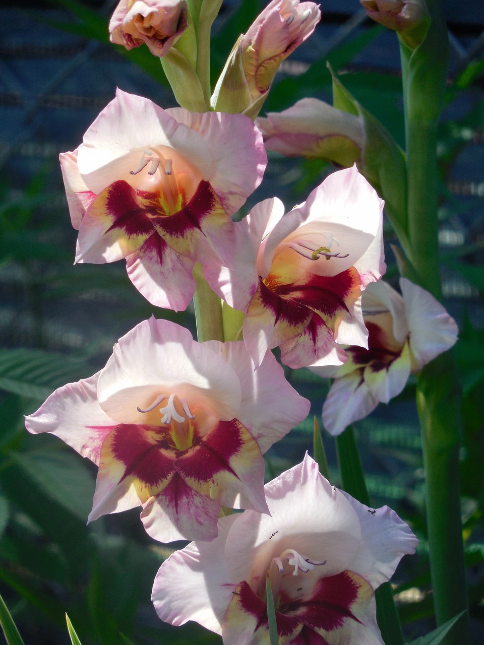 gladiola flower plant free photo