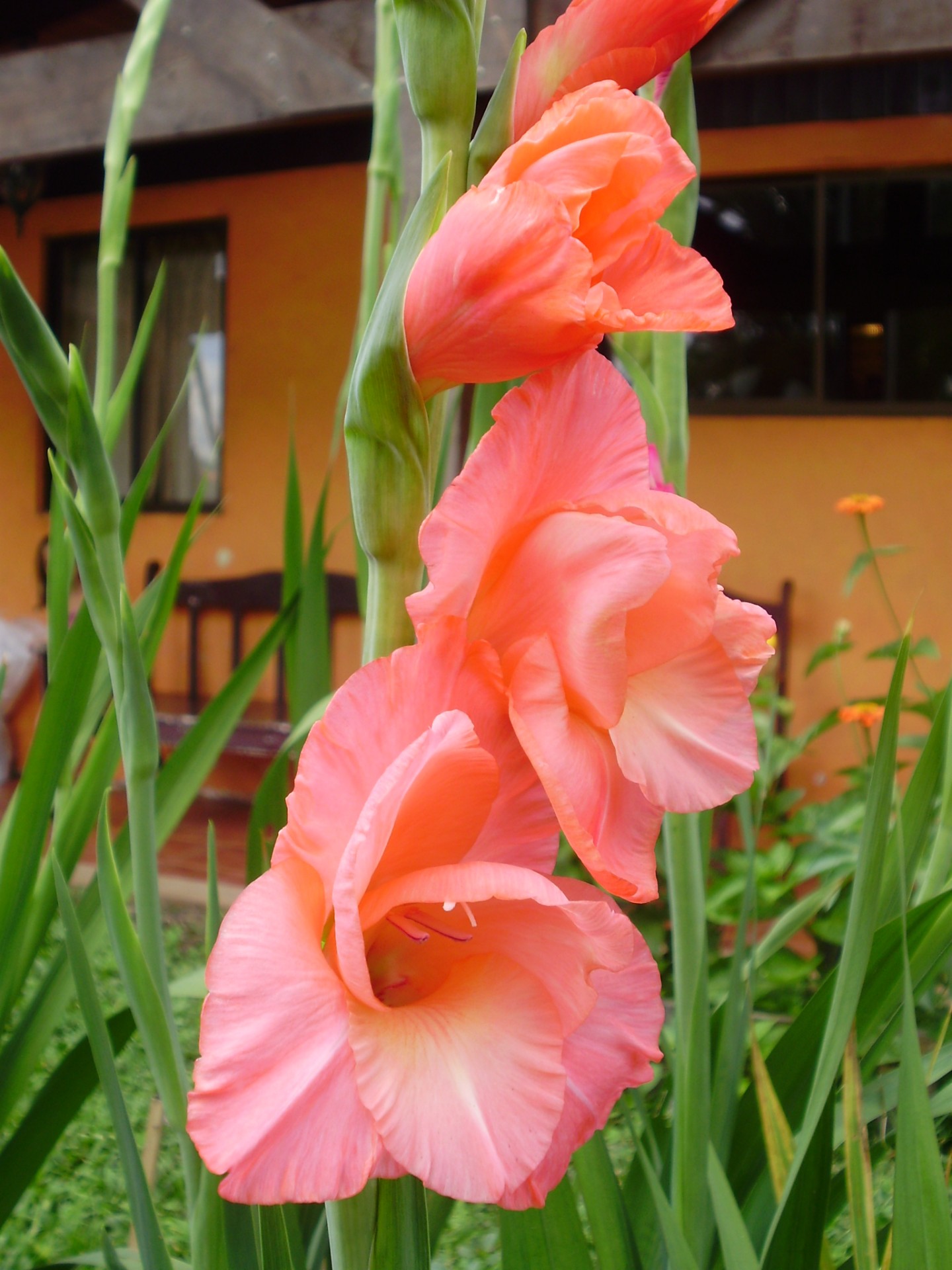 gladiola flower bright free photo