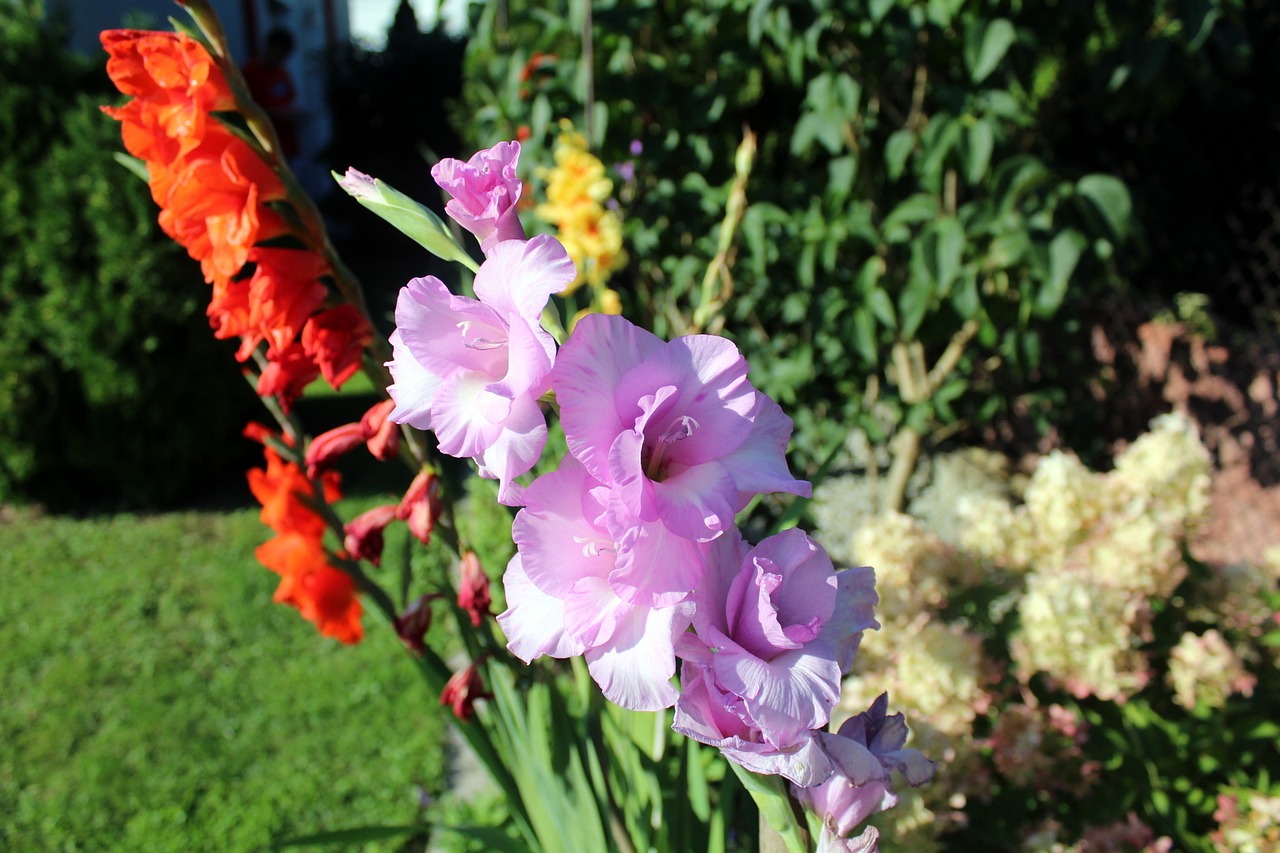 gladiole gladioli garden flowers free photo