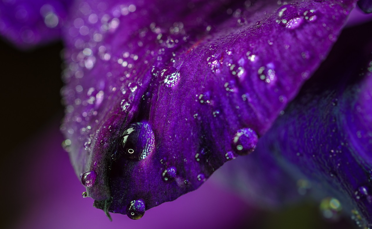 gladiolus flower blossom free photo