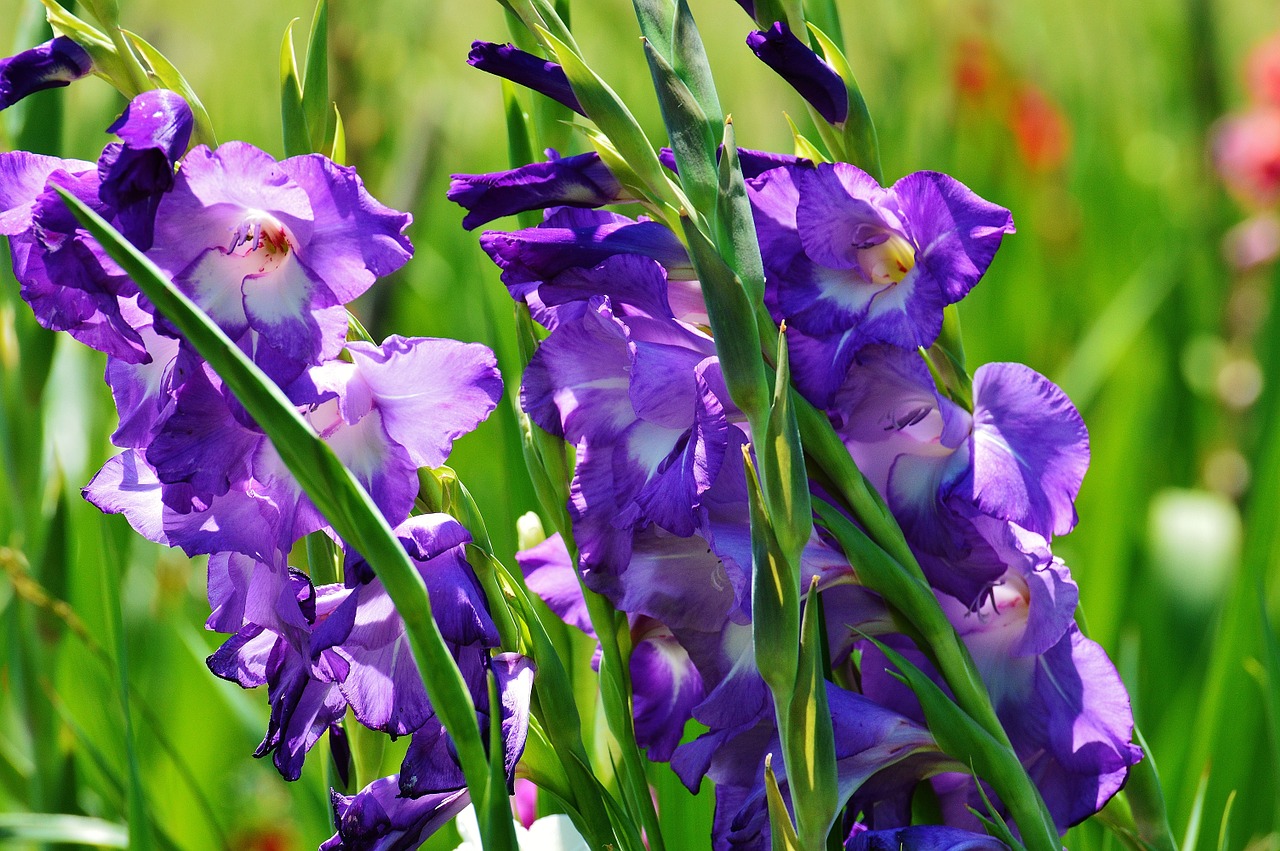 gladiolus blue summer free photo