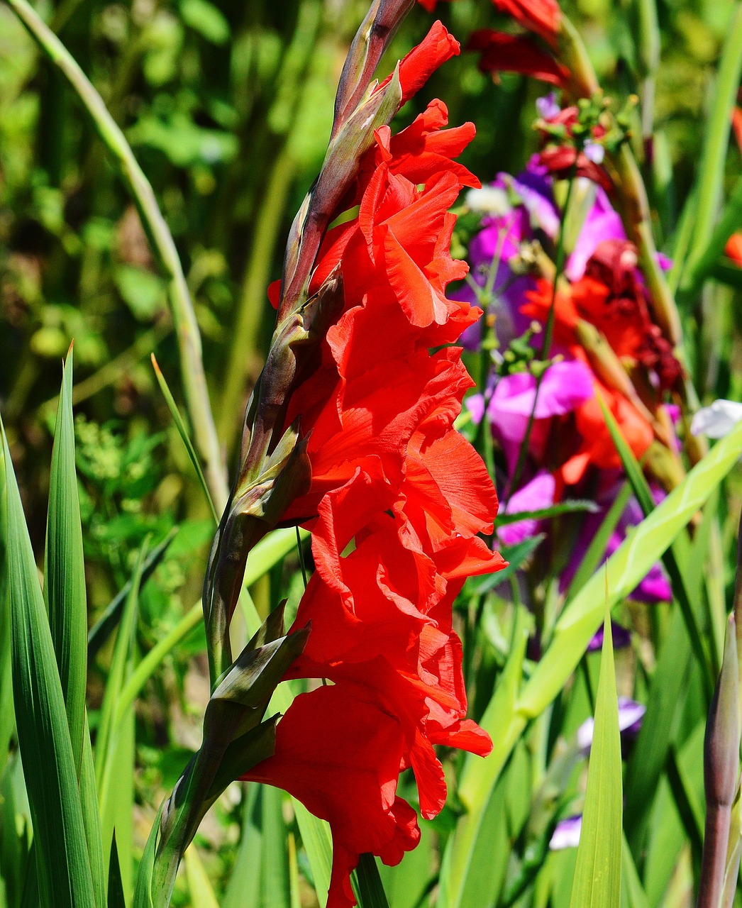 gladiolus red summer free photo