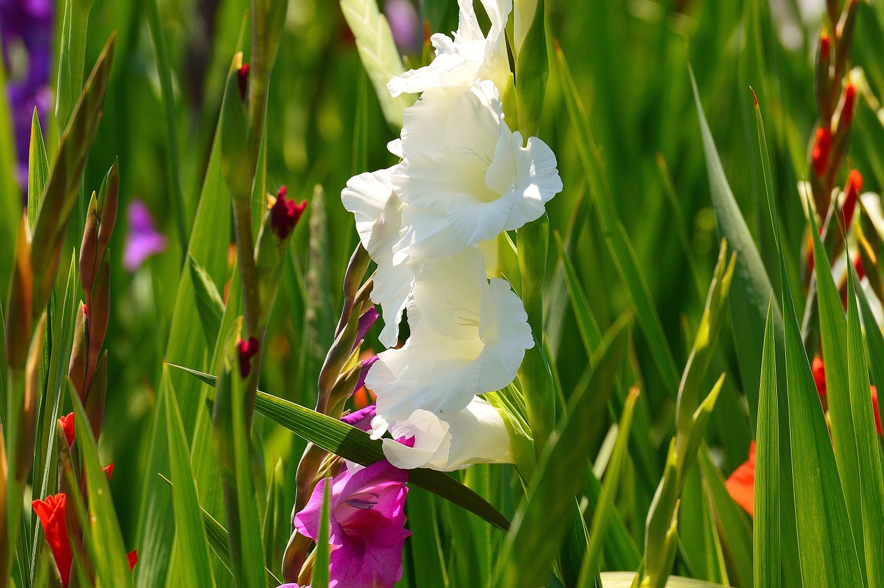 gladiolus white summer free photo