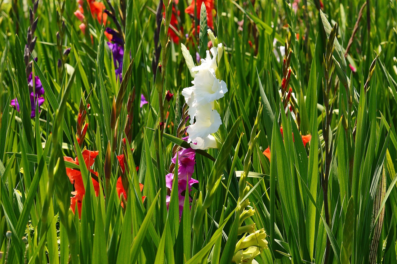 gladiolus white summer free photo