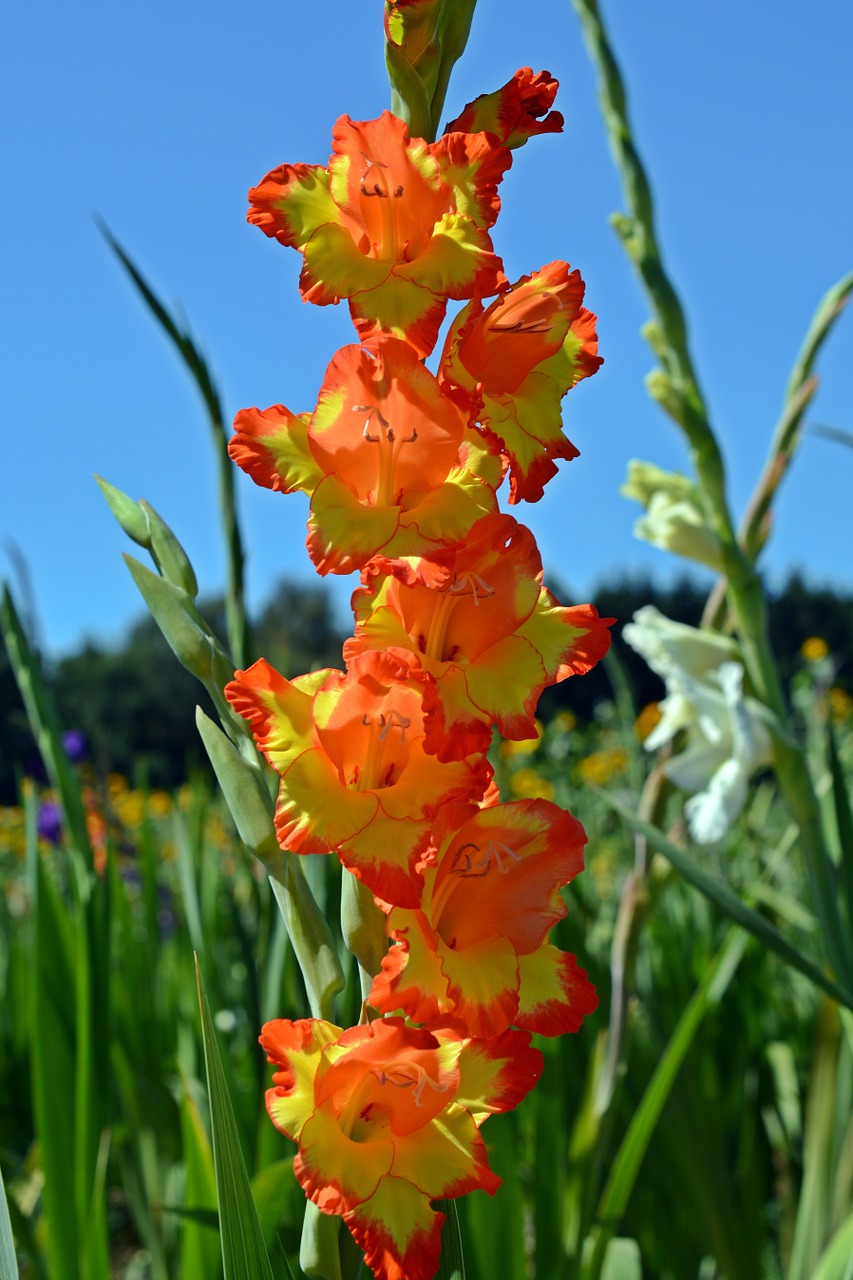 gladiolus blossom bloom free photo