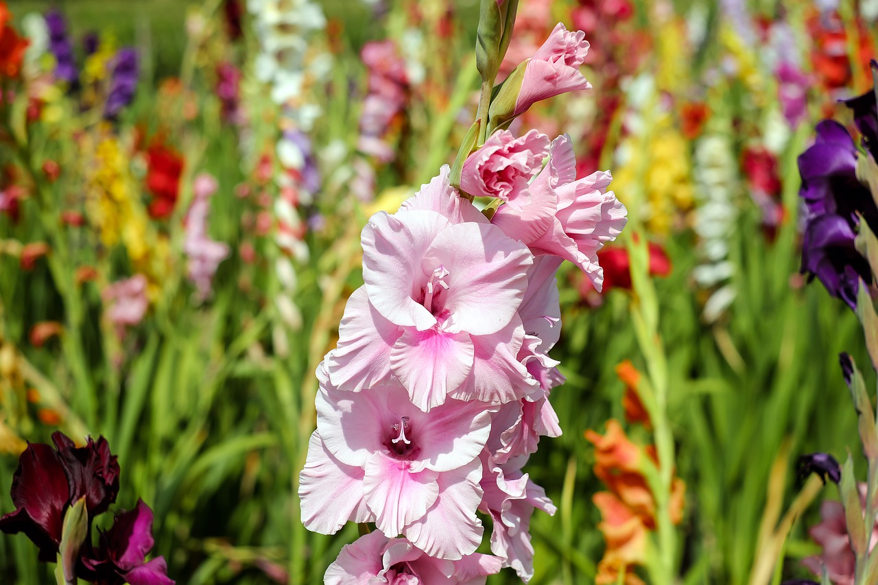 gladiolus flower blossom free photo