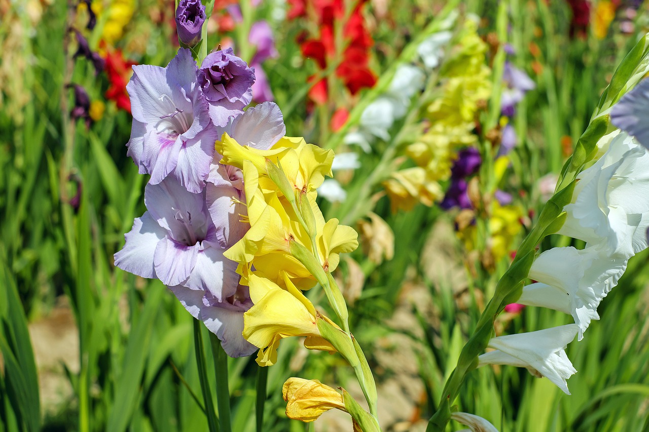 gladiolus flowers bloom free photo