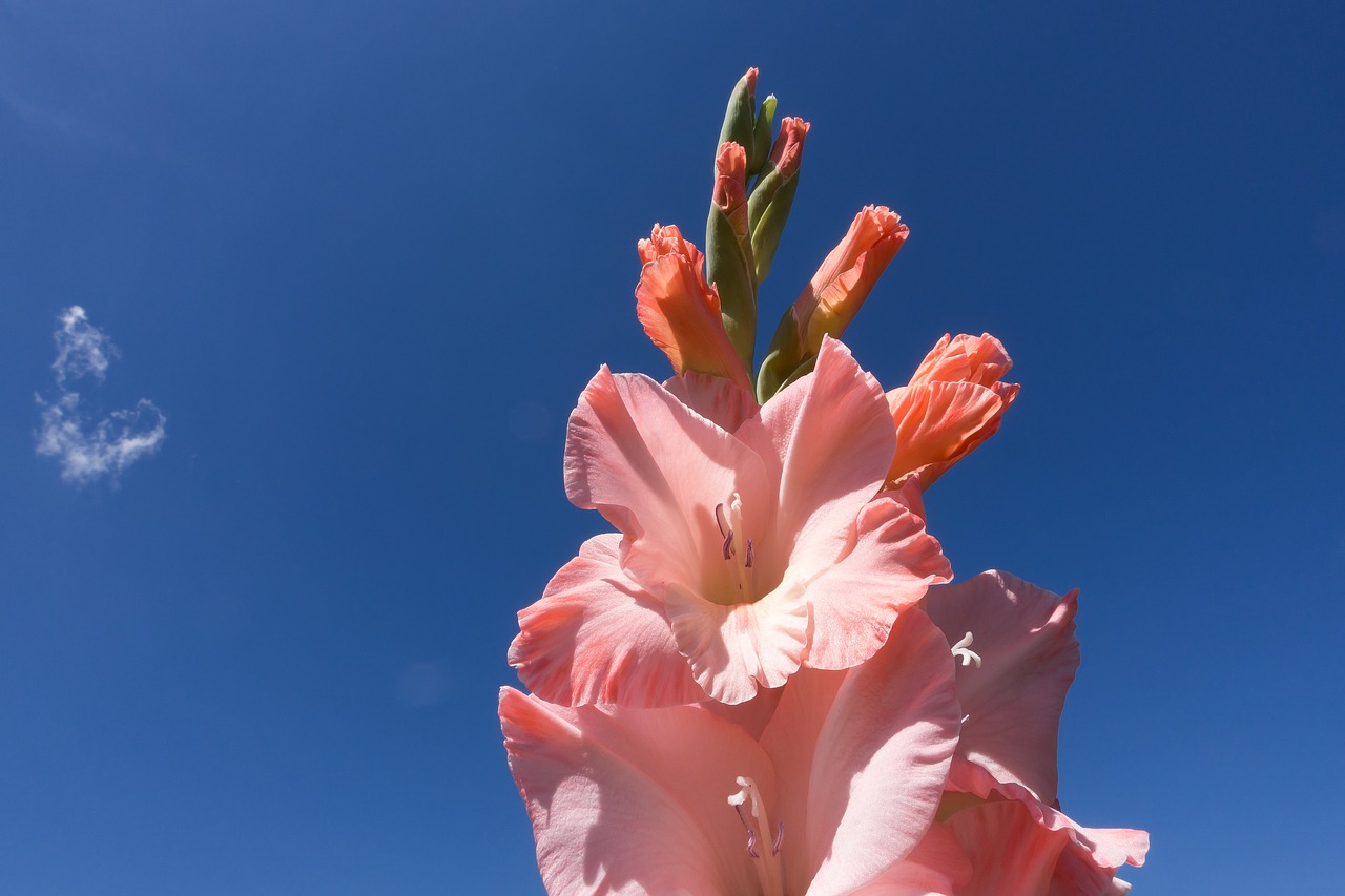 gladiolus sword flower schwertliliengewaechs free photo