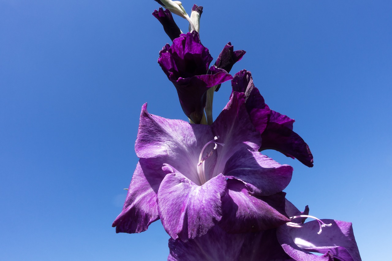 gladiolus sword flower schwertliliengewaechs free photo