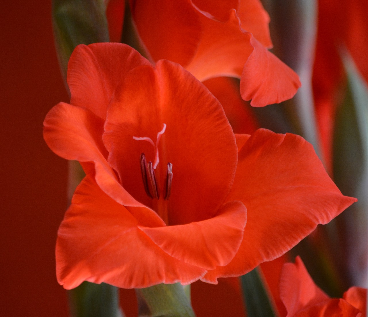 plant botany gladiolus free photo