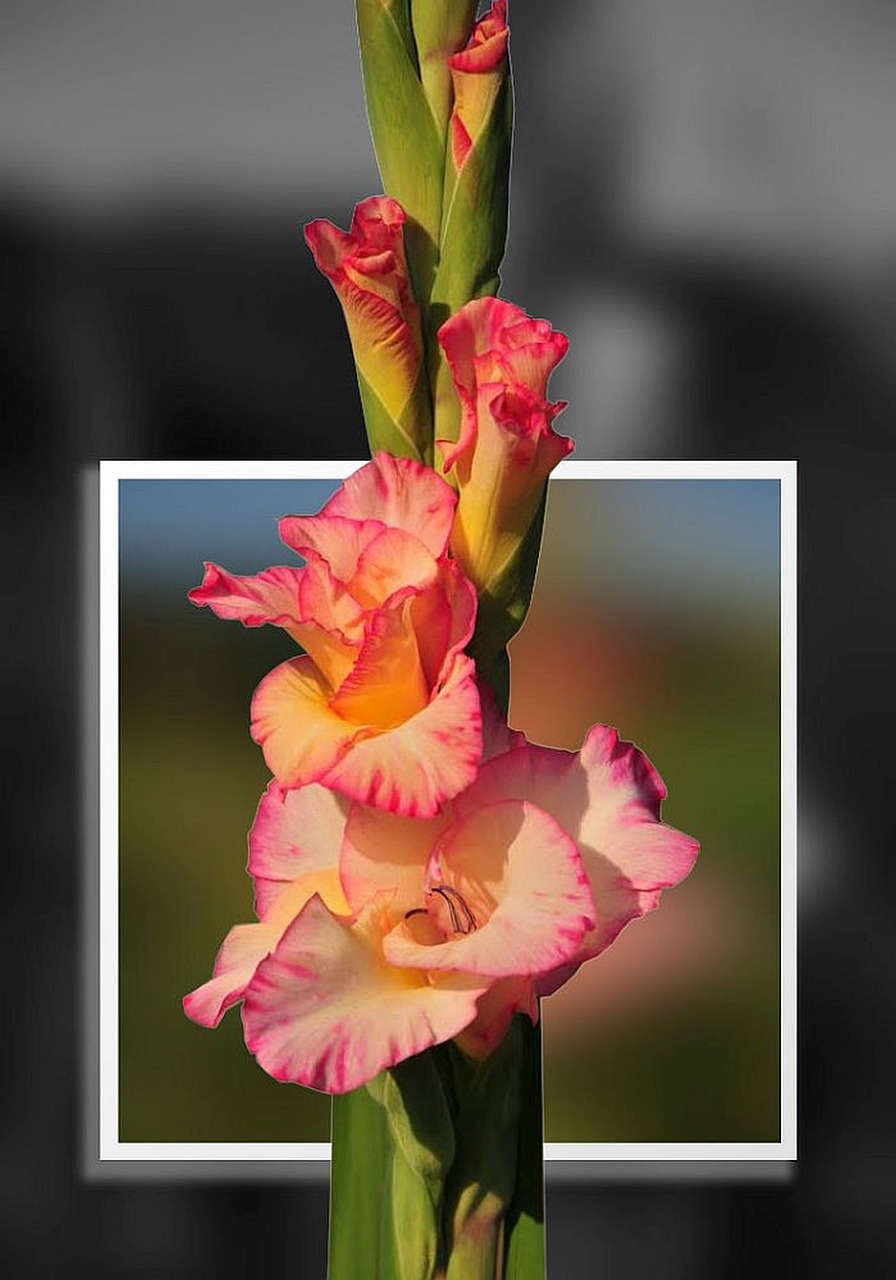gladiolus photoshop image editing free photo