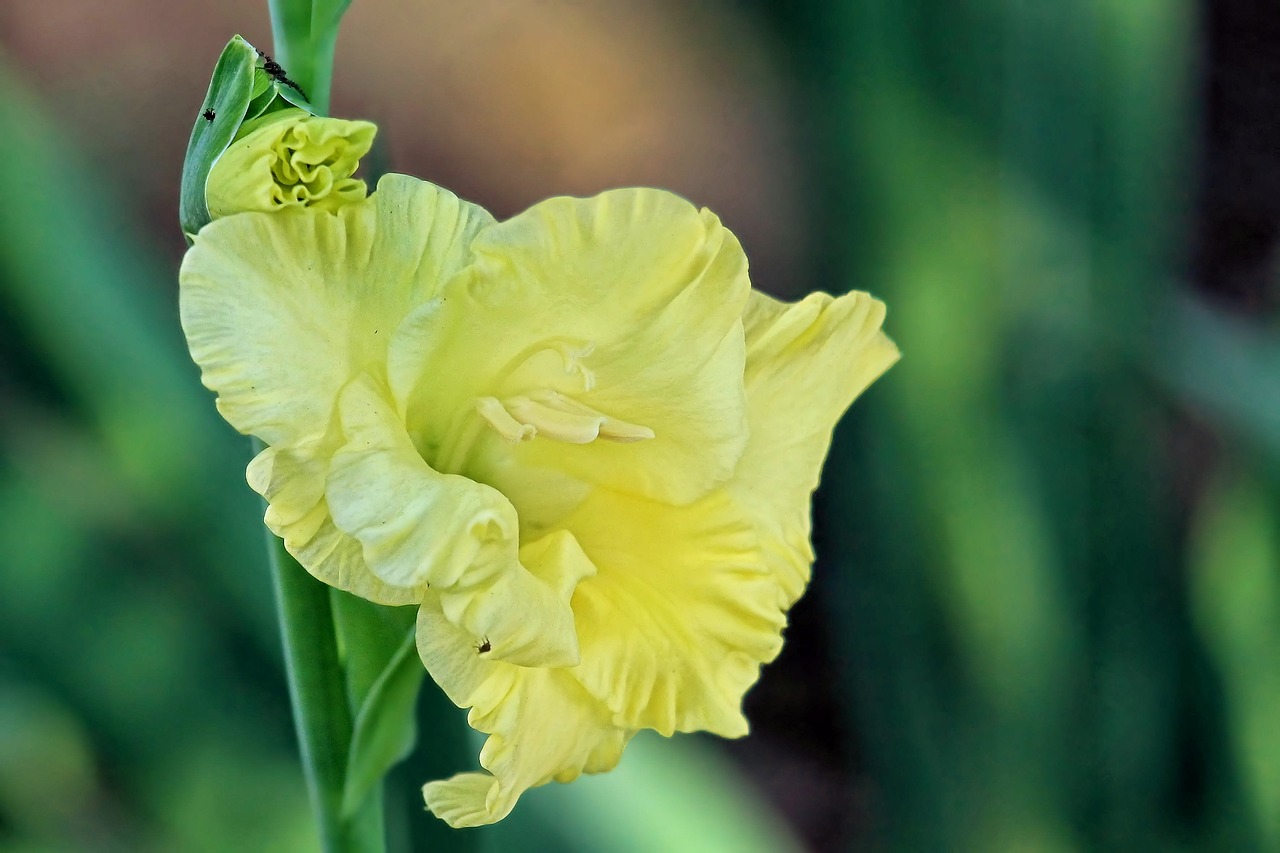 gladiolus blossom bloom free photo