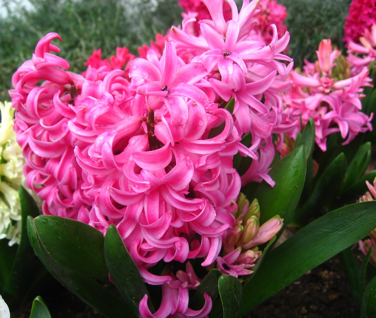 hyacinth pink rain free photo